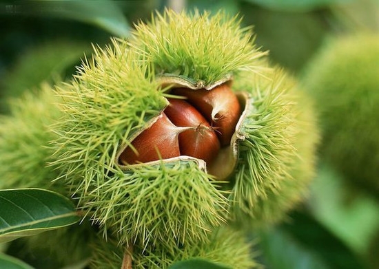 最养胎的九种坚果,坚果有哪些种类怀孕不能吃的