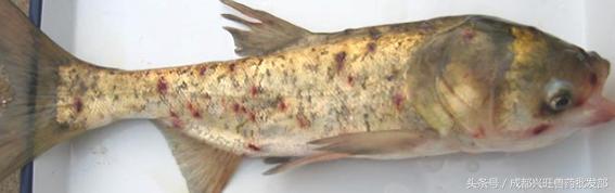 十月鱼塘里的锚头蚤,杀灭幼虫是关键