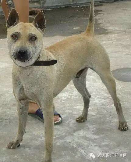 中国的土狗有哪些品种,中国最凶猛的十大土狗