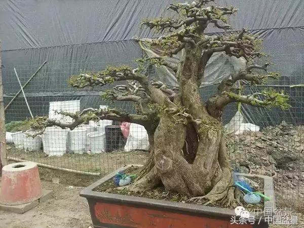 蚊母盆景的养殖方法,盆景中华蚊母的小叶叶片图片