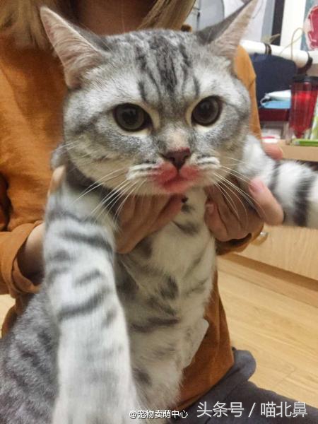 猫奴求助猫猫淘气吃了一点书法印泥会中毒吗？在线等，挺急的。