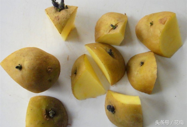 土豆出芽种植盆景,长芽的土豆怎么沤肥