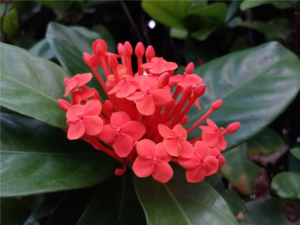 三星千元手机galaxy,千元的三星屏手机