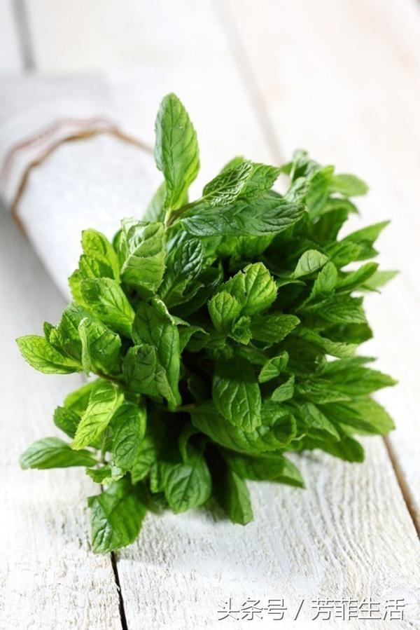 薄荷水培扦插方法全过程,水培植物薄荷