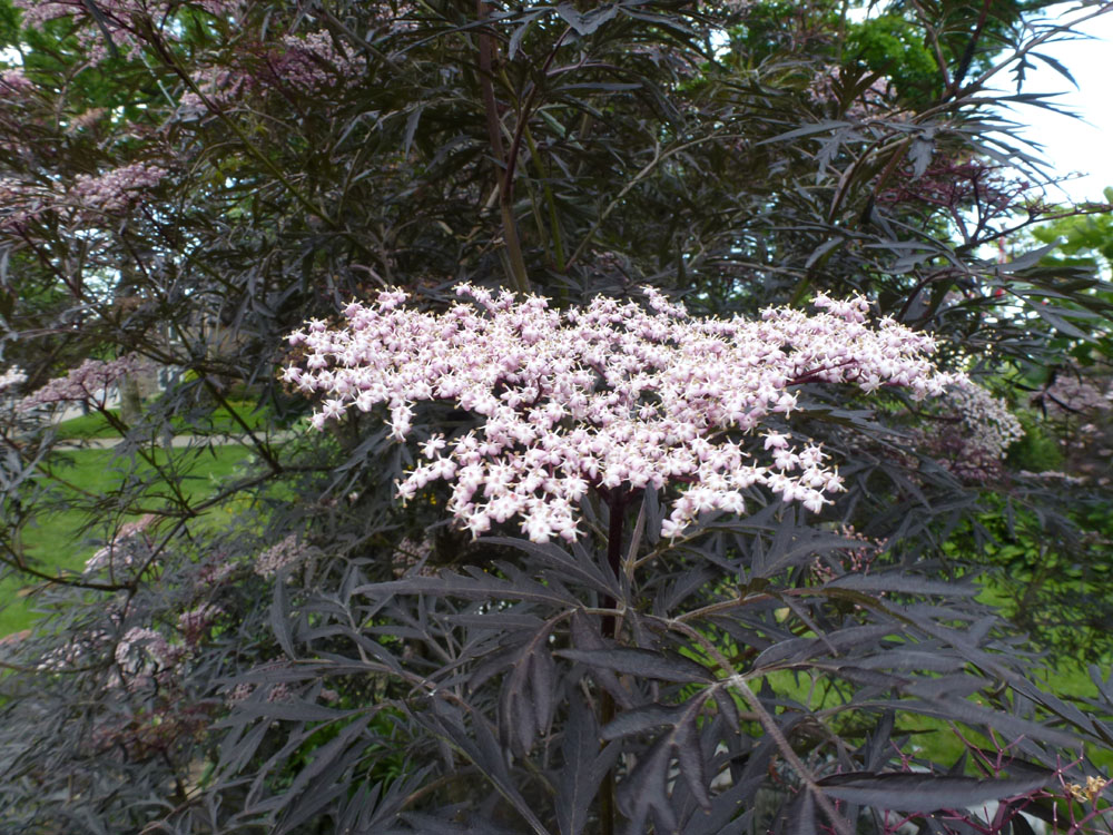 春季盆栽红枫出叶后不长,新栽的红枫出现黑叶