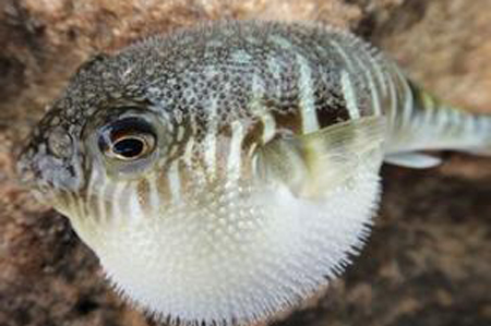 利水发汗治疗阳症水肿的2方法