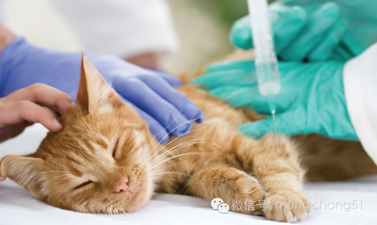 猫咪感染了猫瘟怎么办？如何治疗和预防？