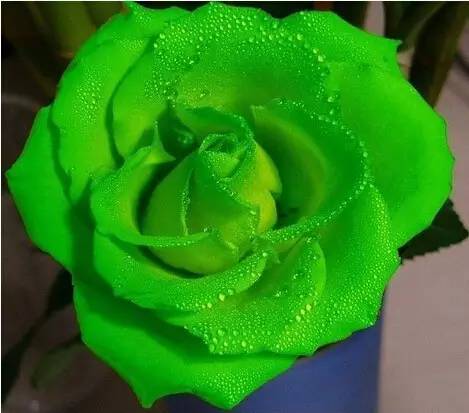 每一种玫瑰代表着不同含义,每一种花都有不同的花语