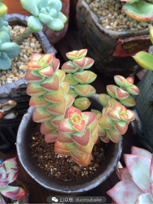 台风来了多肉已搬到安全的地方,台风来了多肉植物搬不动