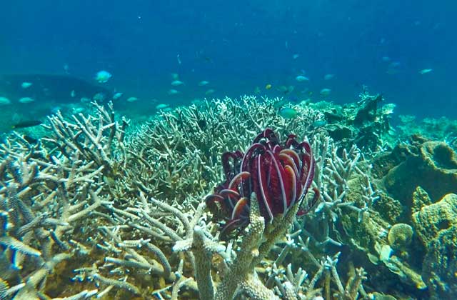 帅哥带你去日本旅游,仙本那个性旅拍婚纱照推荐