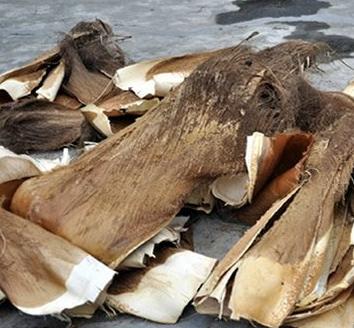 一般的绿萝可以做成绿萝柱,绿萝长出绿萝柱怎么弄好看