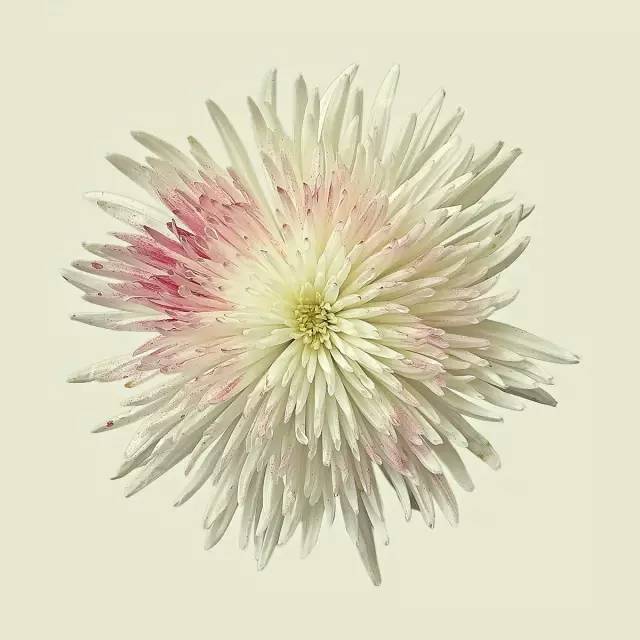 菊花味的清香,菊花的味道可以吸引好多人