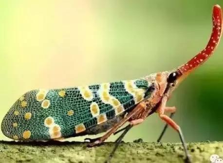 8090后养过的宠物,盘点那些年养过狗狗的视频