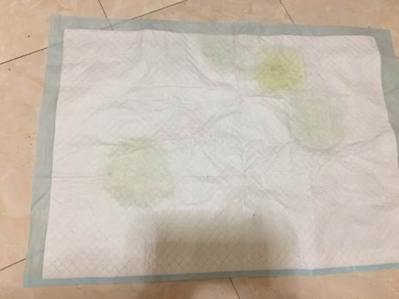 两个月泰迪几天能学会定点上厕所,我家泰迪狗特别爱喝水