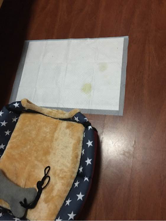 两个月泰迪几天能学会定点上厕所,我家泰迪狗特别爱喝水