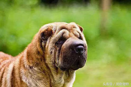 狗狗品种大全图片及简介,狗狗的所有类型品种大全介绍