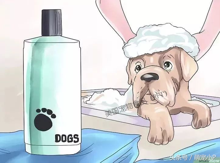 怎样预防狗狗得螨虫病,所有的狗狗都有病毒吗