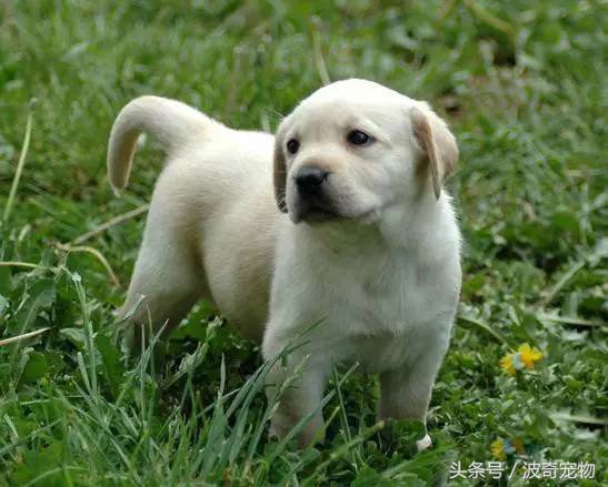 狗狗品种大全图片及简介,狗狗的所有类型品种大全介绍