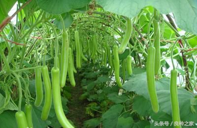 餐桌上常见的本土作物是什么,10种常见的粮食作物