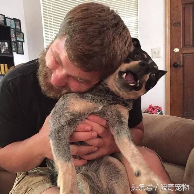 狗狗和你亲的几个表现,当你和你家的狗对视