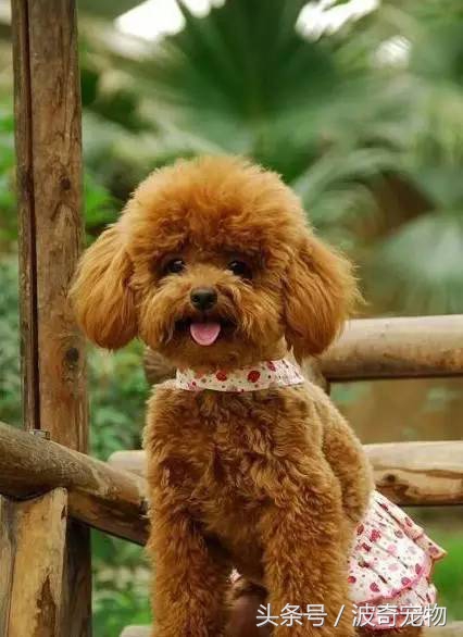 狗狗品种大全带你走进狗狗的世界,狗狗品种大全看看你认识几种