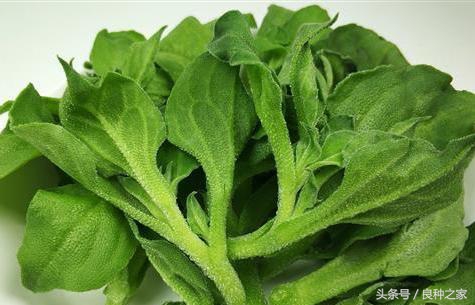 餐桌上常见的本土作物是什么,10种常见的粮食作物