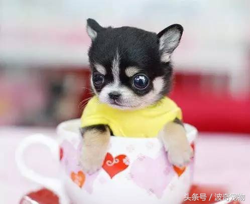 狗狗品种大全图片及简介,狗狗的所有类型品种大全介绍