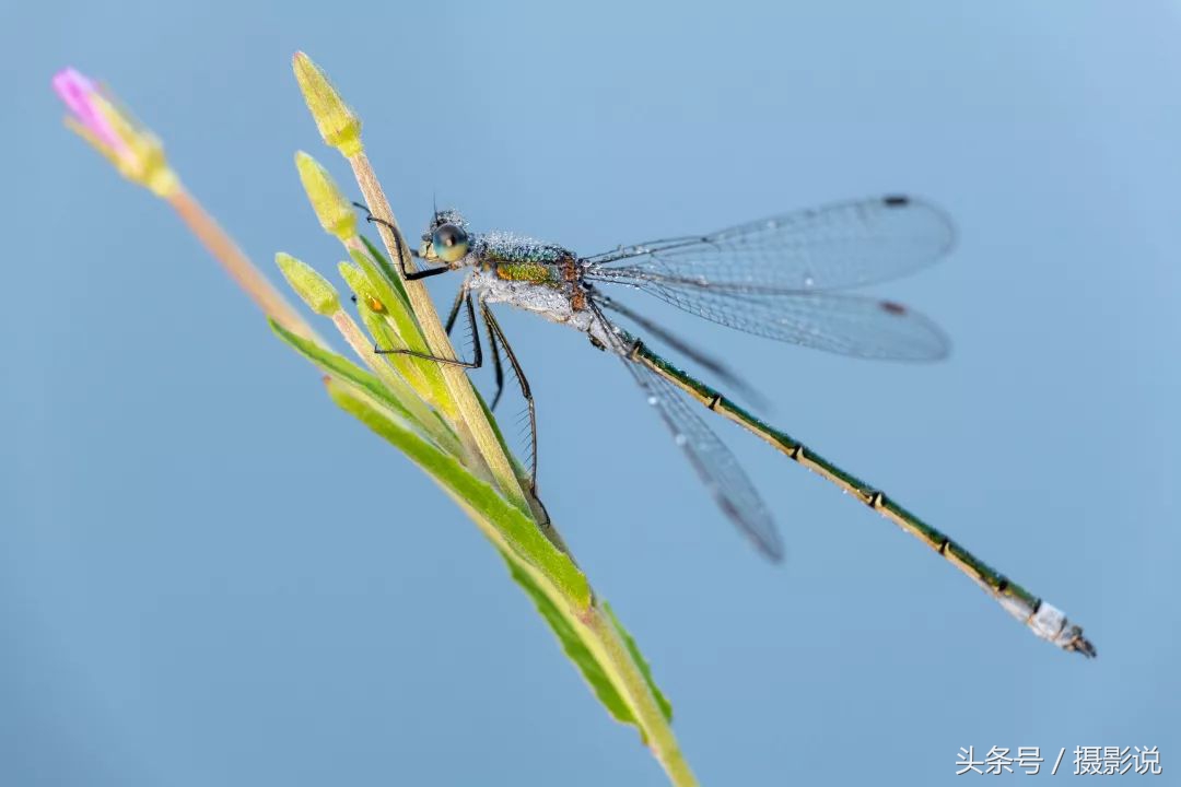 ross璇勬祴,ross娴嬭瘎