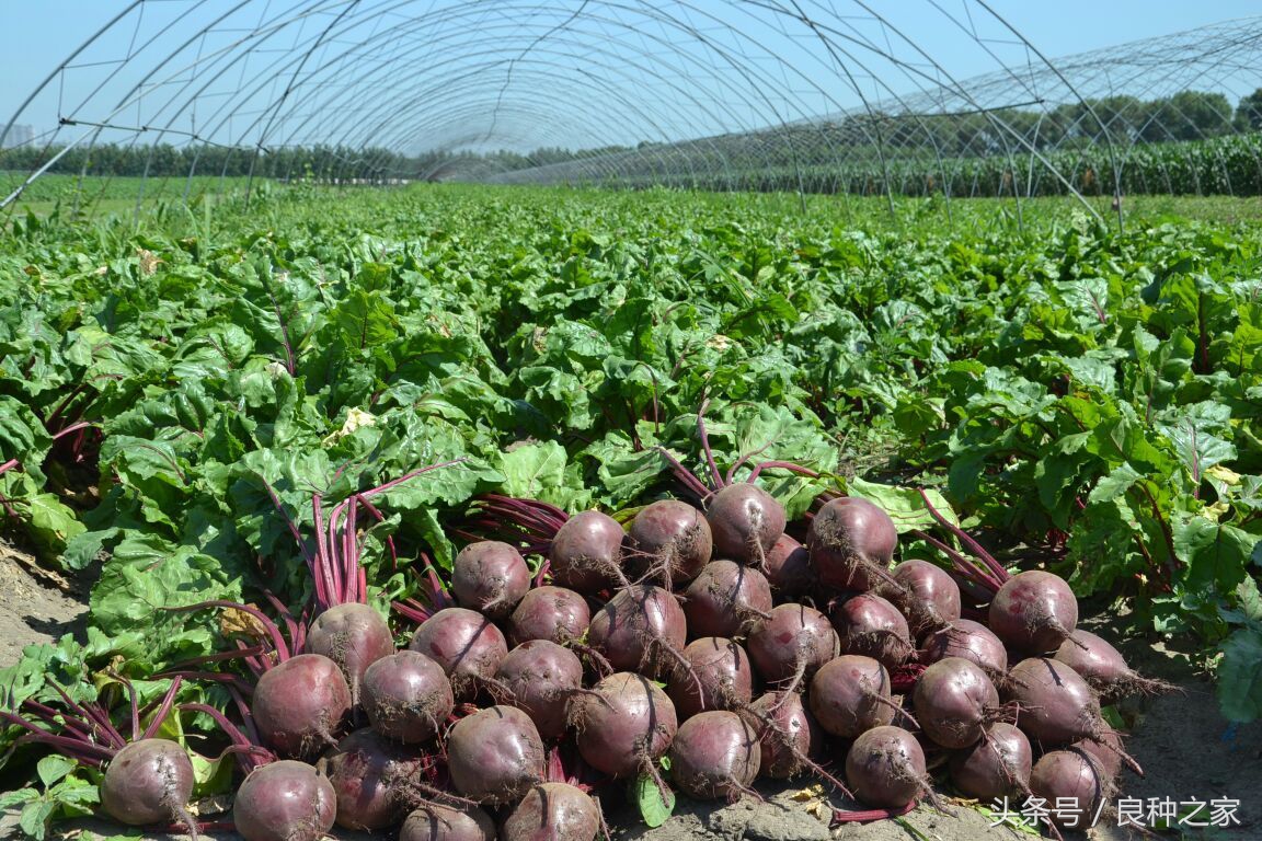 餐桌上常见的本土作物是什么,10种常见的粮食作物