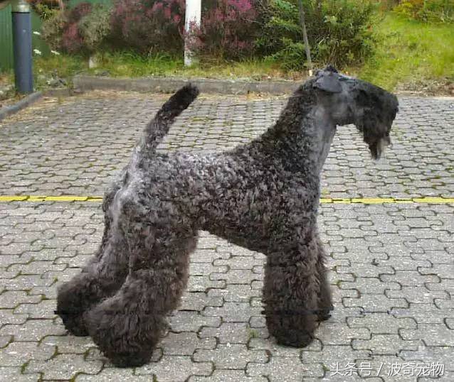 狗狗品种大全图片及简介,狗狗的所有类型品种大全介绍