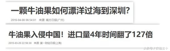 牛油果是如何风靡全球的,牛油果是怎样炒作起来的