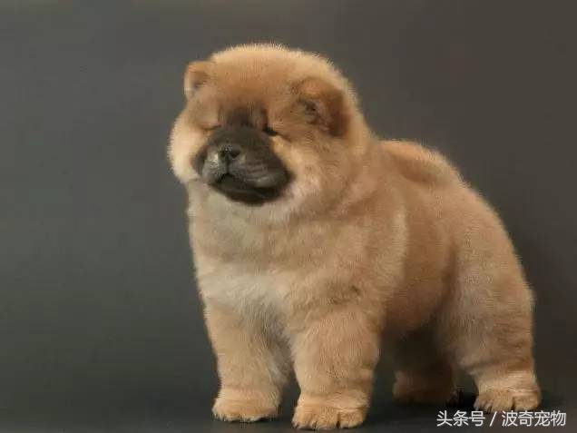 狗狗品种大全图片及简介,狗狗的所有类型品种大全介绍