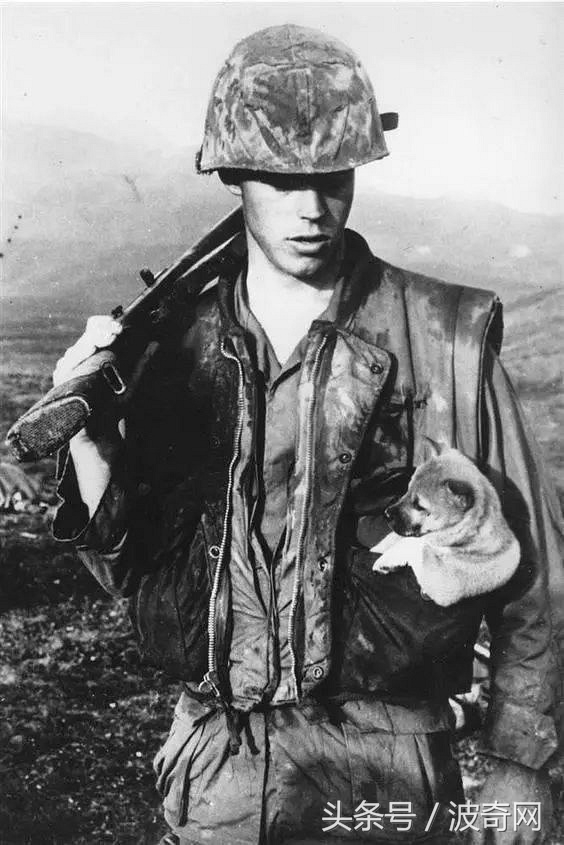 一群狗狗照片,82年的狗唯一一张的照片