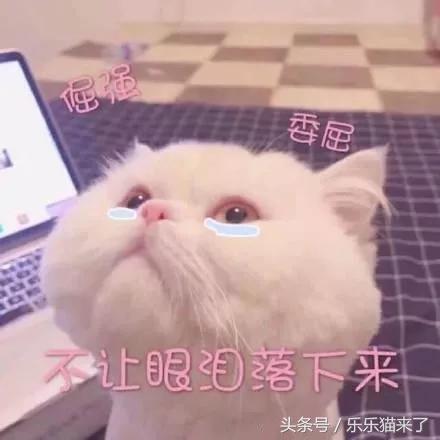 我家猫咪很害怕我怎么办,养猫咪一个月还是很凶怎么办