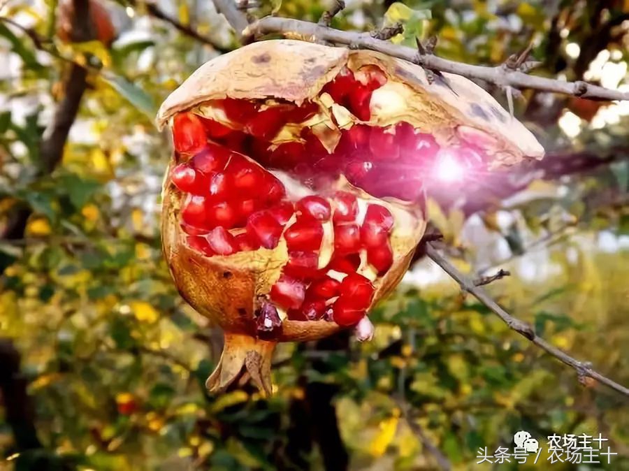 成功的休闲农庄需要具备哪些条件,做休闲农庄必须考虑的几个问题