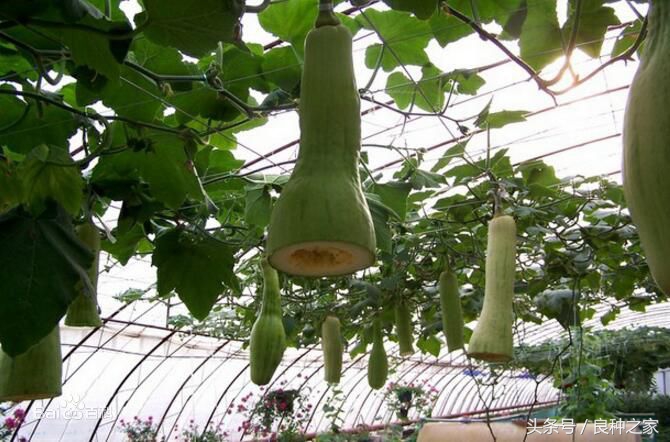 餐桌上常见的本土作物是什么,10种常见的粮食作物