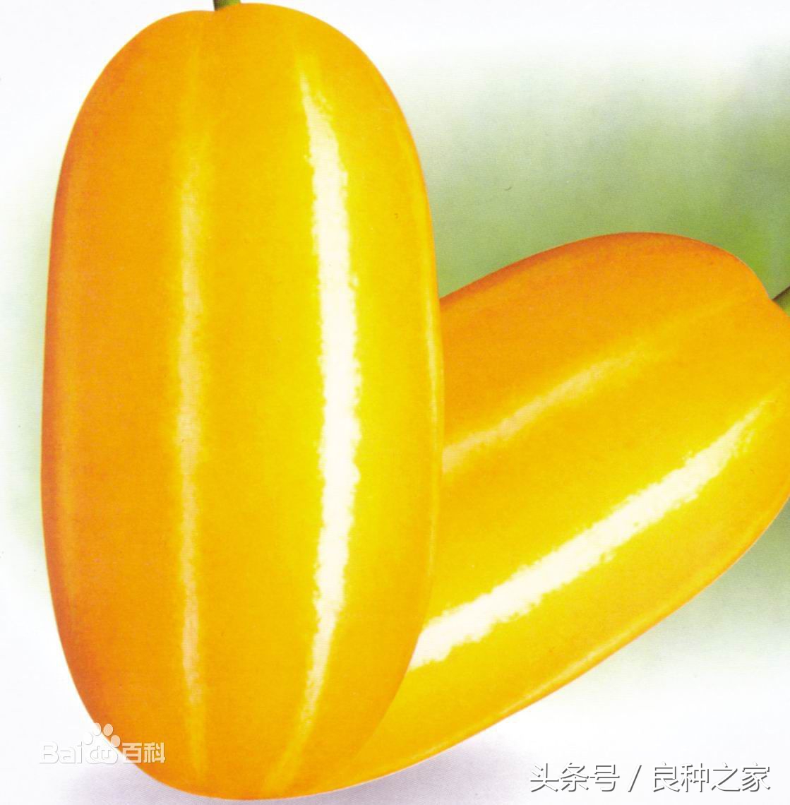 餐桌上常见的本土作物是什么,10种常见的粮食作物