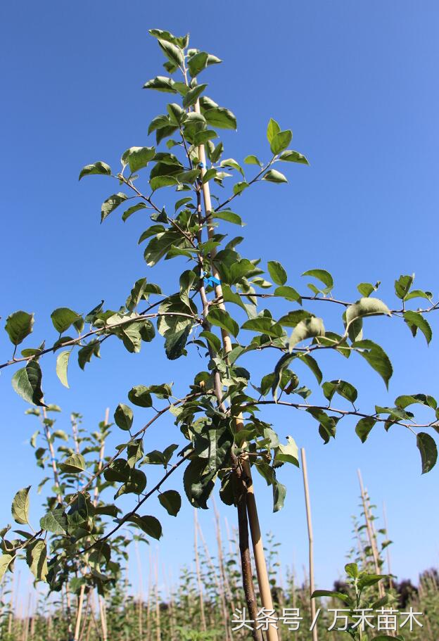 矮化苹果苗建园的步骤,矮化中间砧苹果苗栽植深度