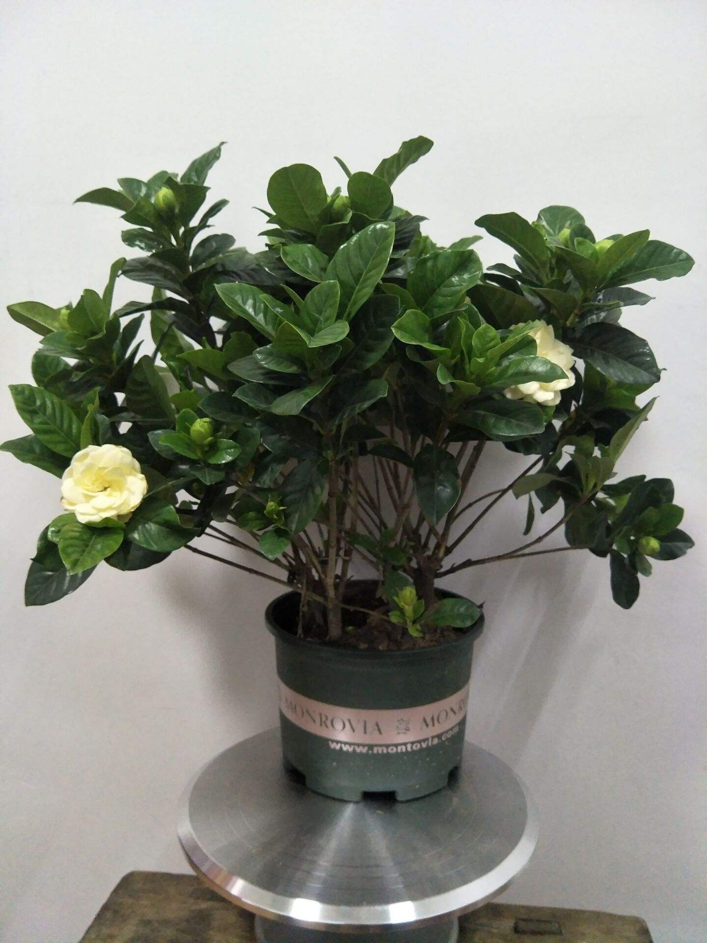 十种最旺家庭的小盆景,各种小盆景大全图片