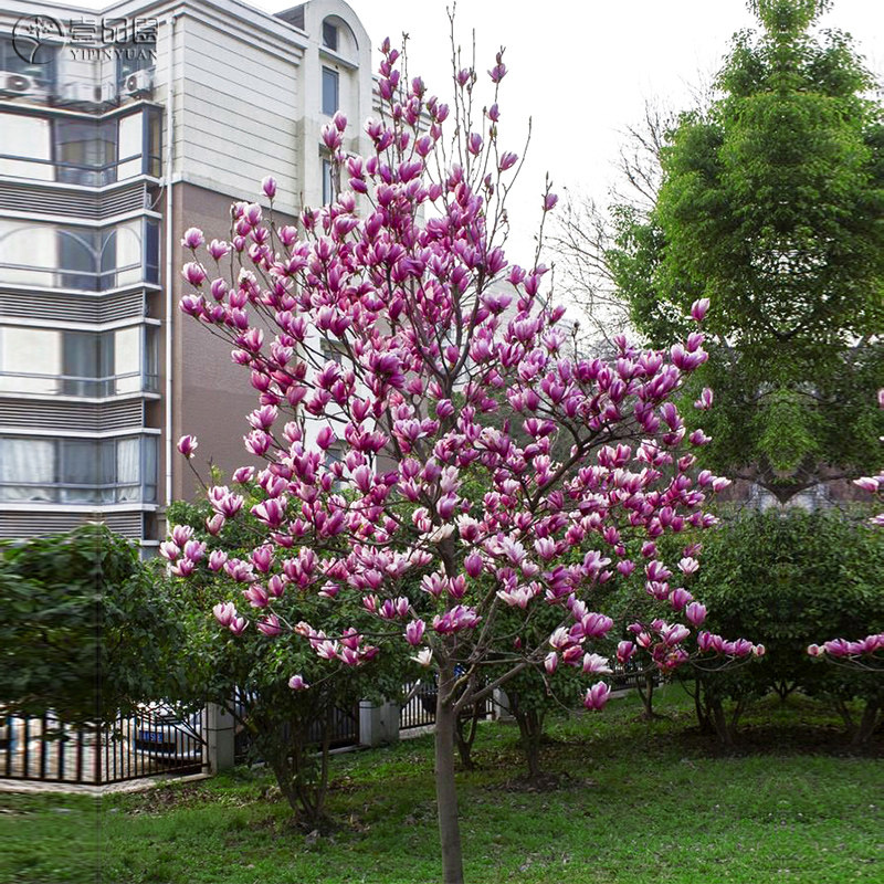 适合家里养的名贵树种,家种柿子树不富也得富