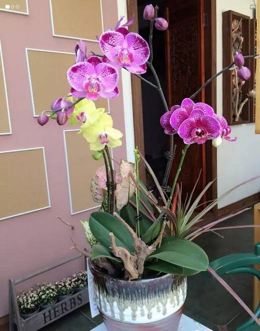 卫生间香花草,卫生间除臭植物花