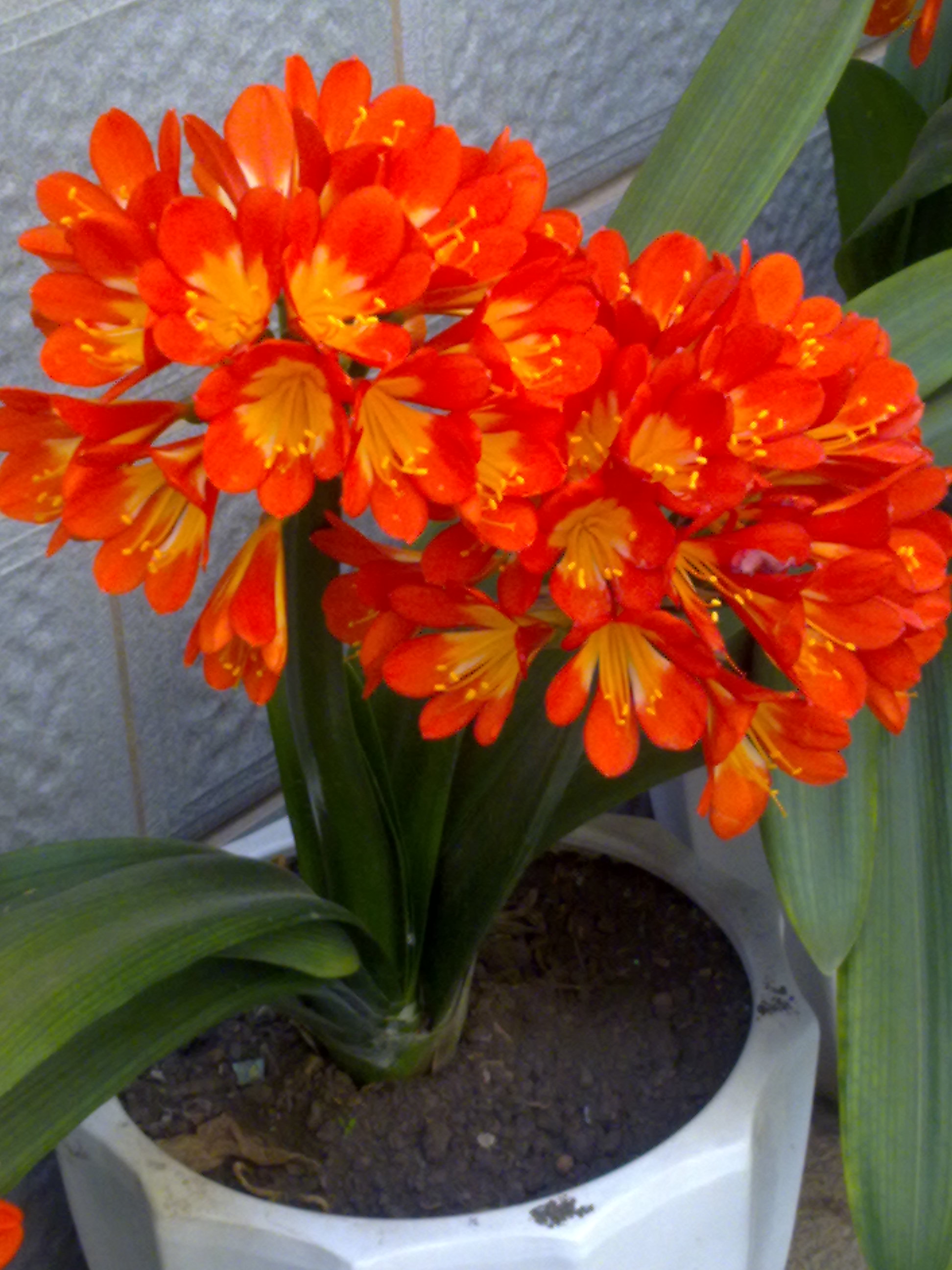 富贵花开什么花最好,花开富贵的花有几种