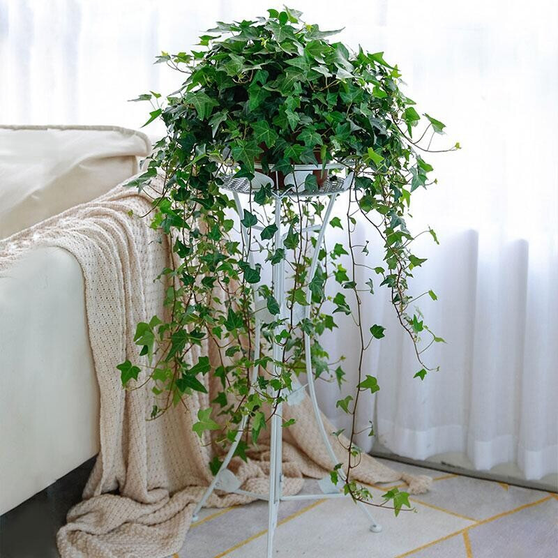 新家养什么花可以除甲醛,家里室内必养哪四种花