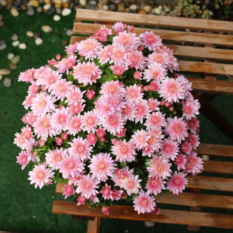 富贵花十种最吉利的花,哪些名花家里好养