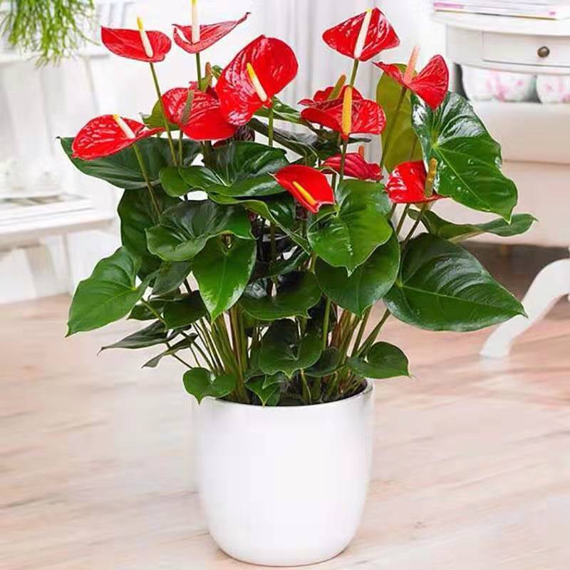 家里养花有句老话说花旺人不旺,在家养花对风水好的花