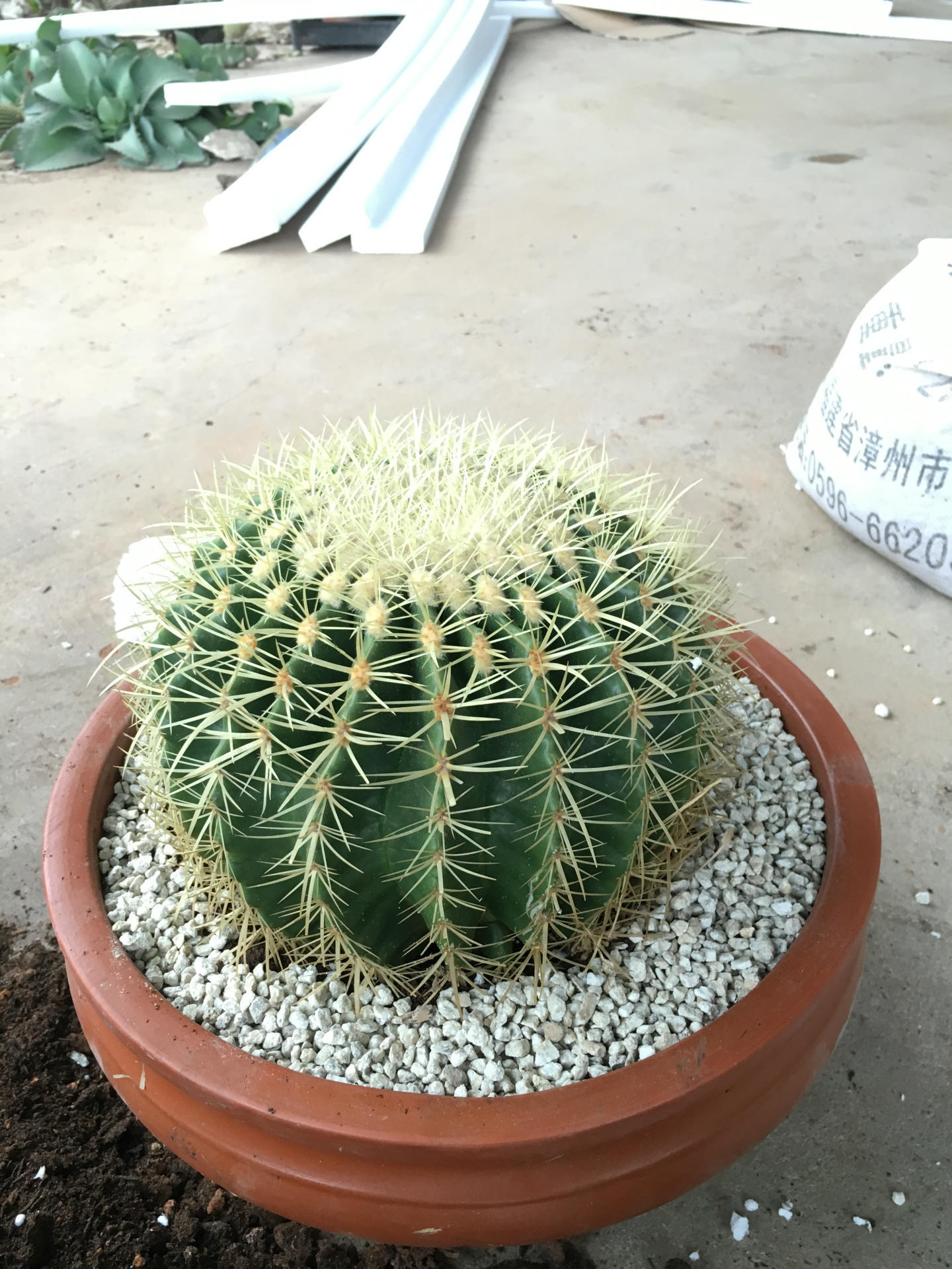 家里养花有句老话说花旺人不旺,在家养花对风水好的花