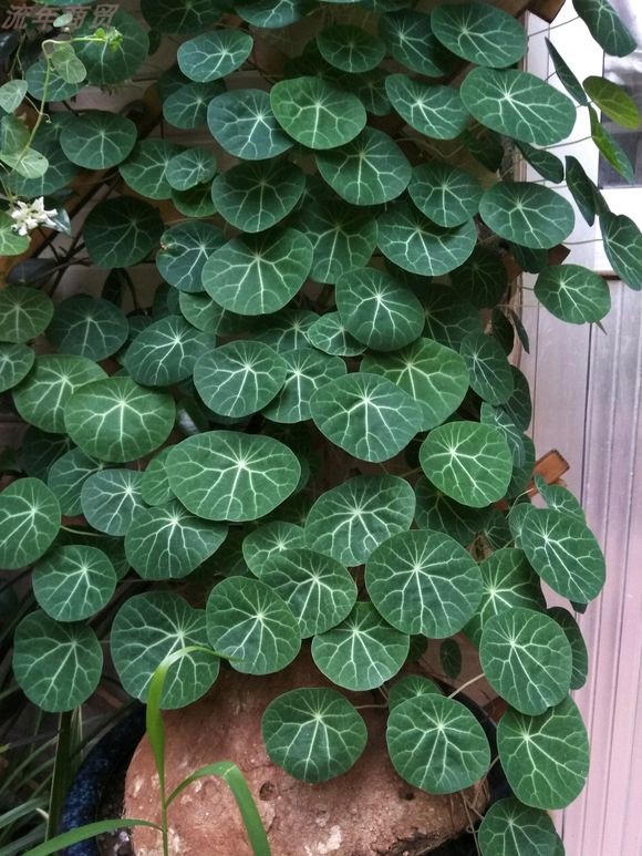 6种花旺财又养人,6种花养人又镇宅