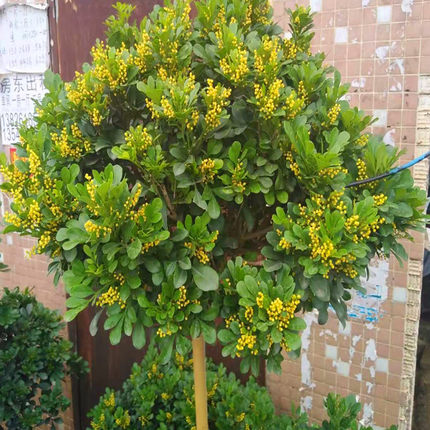 6种花旺财又养人,6种花养人又镇宅