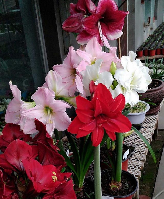 家里养的花怎么养才能旺,家庭养什么花好养不愿死