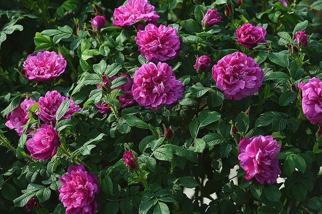 5种“女人花”，随便养一种，能养女人心，摘花泡茶，养颜健康